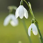 In Fiore