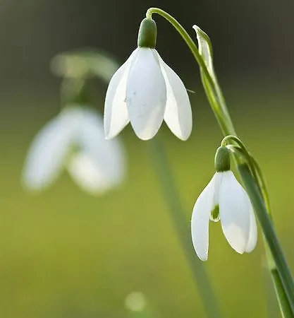In Fiore