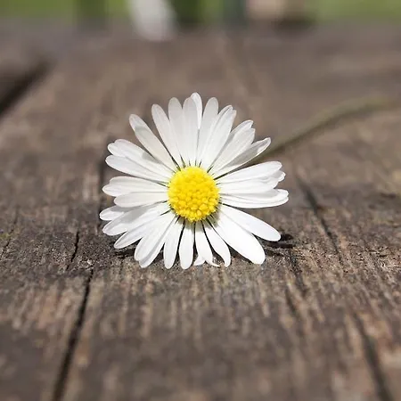 In Fiore Ξενοδοχείο